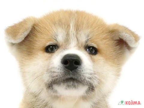 東京都の秋田犬 (コジマ国領店/2023年7月15日生まれ/男の子/レッド(赤))の子犬