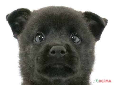 東京都の甲斐犬 (コジマ国領店/2023年8月5日生まれ/女の子/黒虎)の子犬