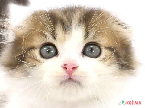 千葉県のスコティッシュフォールド (コジマ松戸店/2023年8月7日生まれ/男の子/ブラウンタビーホワイト)の子猫