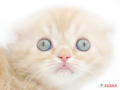 千葉県のスコティッシュフォールド (コジマアリオ蘇我店/2023年8月8日生まれ/女の子/クリームタビー)の子猫