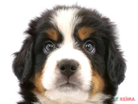 東京都のバーニーズマウンテンドッグ (コジマ国領店/2023年8月20日生まれ/男の子/ブラックラストホワイト)の子犬