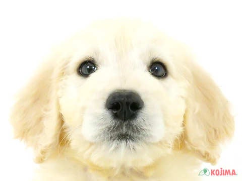 埼玉県のゴールデンドゥードゥル (コジマ戸田公園店/2023年8月17日生まれ/男の子/クリーム)の子犬