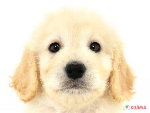 千葉県のゴールデンドゥードゥル (コジマ四街道店/2023年8月27日生まれ/女の子/クリーム)の子犬