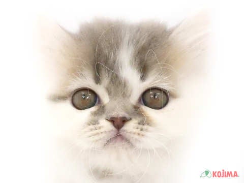 東京都のフォールデックス (コジマアリオ北砂店/2023年8月26日生まれ/女の子/ブルータビーホワイト)の子猫
