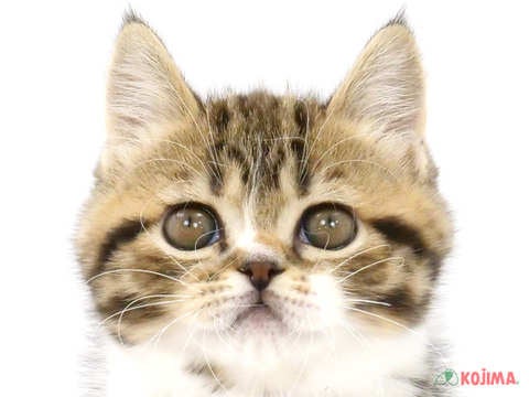 東京都のフォールデックス (コジマ国領店/2023年8月26日生まれ/女の子/ブラウンタビーホワイト)の子猫