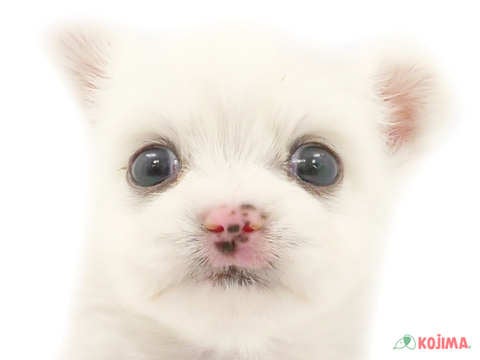 茨城県のポメマル(マルポメ) (コジマイーアスつくば店/2023年8月26日生まれ/男の子/ホワイト(白))の子犬