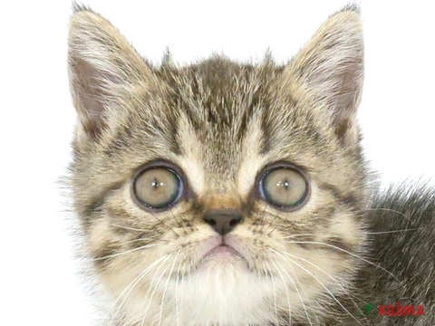 神奈川県のエキゾチック (コジマニトリモール相模原店/2023年8月27日生まれ/男の子/ブラウンタビー)の子猫