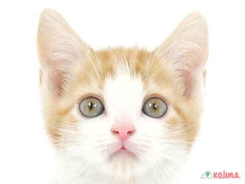 埼玉県のスコティッシュストレート (コジマ浦和店/2023年8月22日生まれ/男の子/レッドタビーホワイト)の子猫