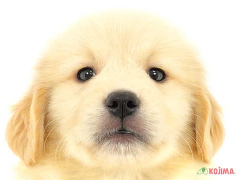 千葉県のゴールデンレトリバー (コジマアリオ市原店/2023年8月30日生まれ/男の子/ゴールデン)の子犬