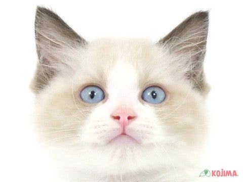 千葉県のラグドール (コジマ四街道店/2023年9月1日生まれ/男の子/シールポイントバイカラー)の子猫