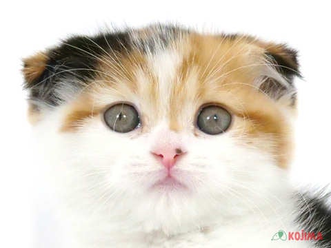 千葉県のスコティッシュフォールド (コジマアリオ市原店/2023年9月3日生まれ/女の子/ブラウンパッチドタビーホワイト)の子猫