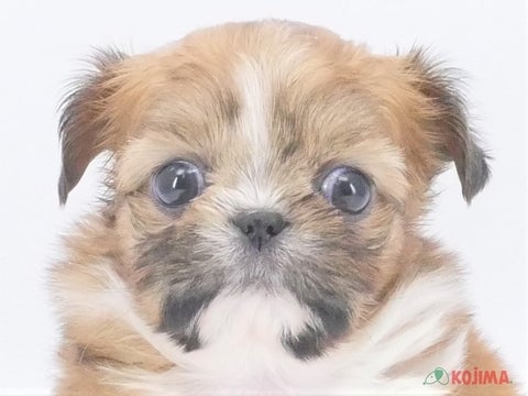 兵庫県のチワズー(チワシーズ) (コジマ明石店/2023年9月3日生まれ/男の子/ブラウンホワイト)の子犬