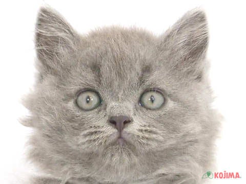 東京都のブリティッシュロングヘアー (コジマ花小金井店/2023年9月5日生まれ/男の子/ブルー)の子猫