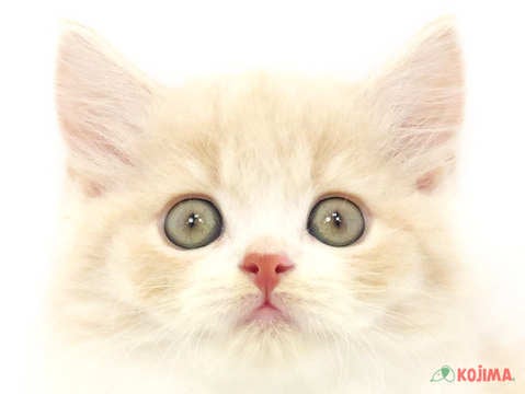 東京都のスコティッシュストレート (コジマ目黒碑文谷店/2023年9月8日生まれ/女の子/クリームタビーホワイト)の子猫
