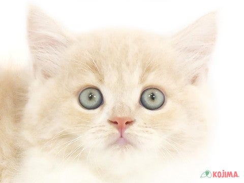 神奈川県のスコティッシュストレート (コジマベイタウン横浜本牧店/2023年9月8日生まれ/女の子/クリームタビーホワイト)の子猫