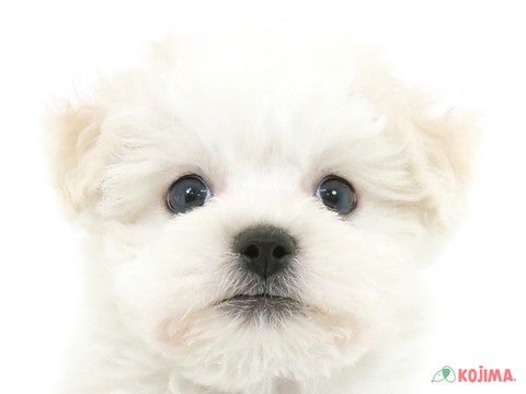 神奈川県のボロニーズ (コジマ横浜青葉店/2023年9月7日生まれ/男の子/ホワイト(白))の子犬