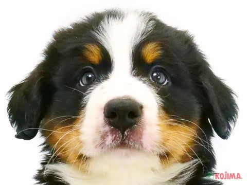 兵庫県のバーニーズマウンテンドッグ (コジマ明石店/2023年9月16日生まれ/男の子/ブラックラストホワイト)の子犬