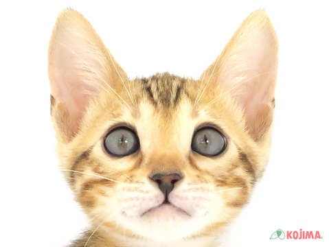 神奈川県のベンガル (コジマニトリモール相模原店/2023年9月16日生まれ/女の子/ブラウンスポットタビー)の子猫