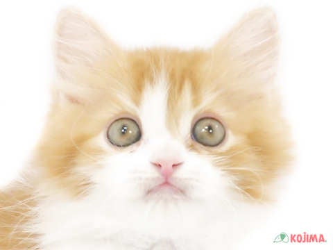 東京都のスコティッシュストレート (コジマ国分寺店/2023年9月17日生まれ/女の子/レッドタビーホワイト)の子猫