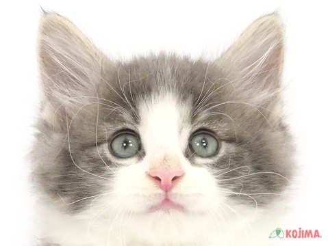 埼玉県のノルウェージャンフォレストキャット (コジマモラージュ菖蒲店/2023年9月17日生まれ/男の子/ブルータビーホワイト)の子猫