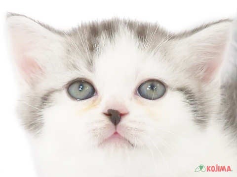 東京都のスコティッシュストレート (コジマアリオ西新井店/2023年9月19日生まれ/男の子/シルバータビーホワイト)の子猫