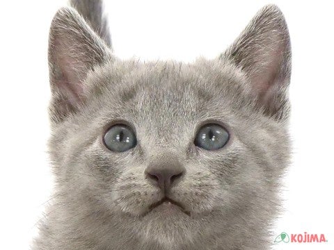 千葉県のロシアンブルー (コジマアリオ柏店/2023年9月23日生まれ/男の子/ブルー)の子猫