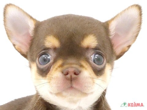 神奈川県のチワワ(スムース) (コジマ横浜青葉店/2023年9月23日生まれ/女の子/チョコレートタンホワイト)の子犬