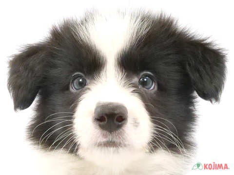 神奈川県のボーダーコリー (コジマベイタウン横浜本牧店/2023年9月20日生まれ/男の子/ブラックホワイト)の子犬