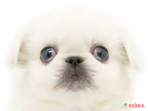 茨城県のペキニーズ (コジマイーアスつくば店/2023年9月23日生まれ/男の子/ホワイト(白))の子犬