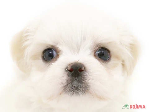 東京都のハーフ犬 (コジマ高井戸店/2023年9月23日生まれ/女の子/ゴールドホワイト)の子犬