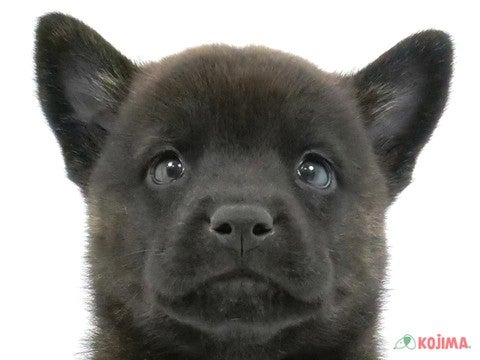東京都の甲斐犬 (コジマソコラ用賀店/2023年9月23日生まれ/男の子/黒虎)の子犬