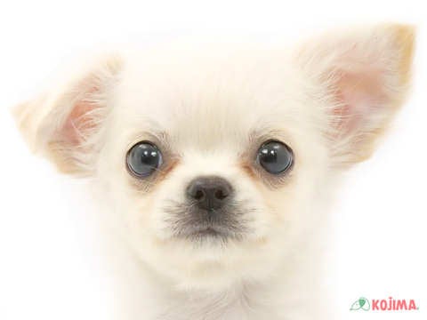 兵庫県のチワワ(ロング) (コジマ明石店/2023年9月19日生まれ/男の子/ホワイト(白))の子犬