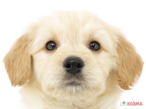 神奈川県のゴールデンドゥードゥル (コジマベイタウン横浜本牧店/2023年9月25日生まれ/男の子/クリーム)の子犬