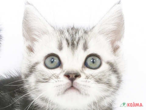 茨城県のアメリカンショートヘアー (コジマイーアスつくば店/2023年9月24日生まれ/女の子/シルバータビー)の子猫