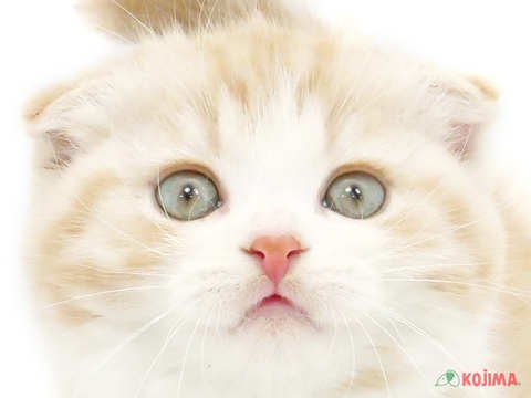 千葉県のスコティッシュフォールド (コジマ四街道店/2023年9月24日生まれ/女の子/クリームタビーホワイト)の子猫
