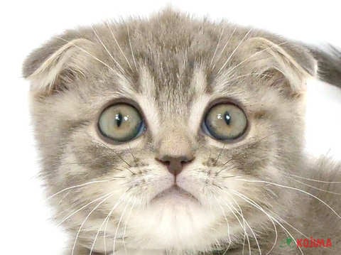 千葉県のスコティッシュフォールド (コジマアリオ柏店/2023年9月22日生まれ/男の子/ブルータビー)の子猫
