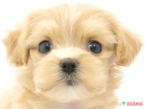 兵庫県のマルプー (コジマ明石店/2023年9月25日生まれ/女の子/アプリコット)の子犬