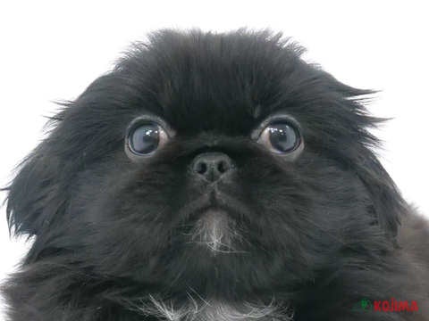 東京都のペキニーズ (コジマ府中店/2023年9月25日生まれ/男の子/ブラック＆ホワイトマーキング)の子犬