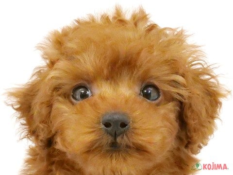 埼玉県のトイプードル (コジマ浦和店/2023年9月24日生まれ/男の子/レッド(赤))の子犬