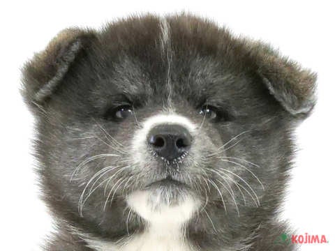 埼玉県の秋田犬 (コジマモラージュ菖蒲店/2023年9月26日生まれ/女の子/虎)の子犬