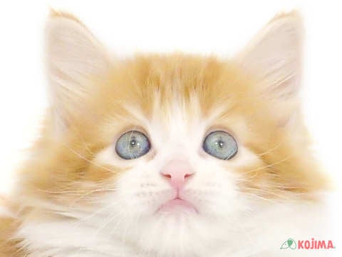 千葉県のメインクーン (コジマアリオ市原店/2023年9月26日生まれ/女の子/レッドタビーホワイト)の子猫