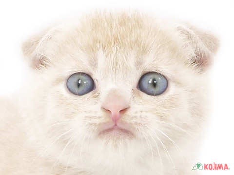 埼玉県のスコティッシュフォールド (コジマニトリ川越店/2023年9月26日生まれ/男の子/クリームタビー)の子猫