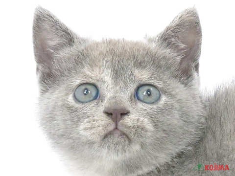 埼玉県のスコティッシュストレート (コジマ大宮店/2023年9月26日生まれ/女の子/ブルークリーム)の子猫