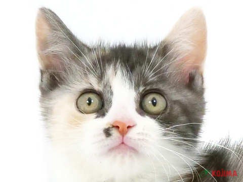 埼玉県のマンチカン (コジマ浦和店/2023年9月27日生まれ/女の子/ブラウンパッチドタビーホワイト)の子猫