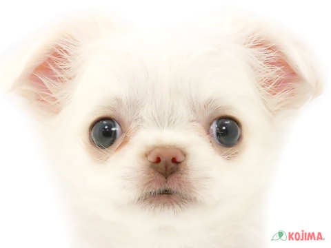 埼玉県のチワワ(ロング) (コジマ浦和店/2023年9月21日生まれ/男の子/ホワイトクリーム)の子犬
