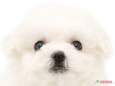 埼玉県のビションフリーゼ (コジマ和光店/2023年9月19日生まれ/男の子/ホワイト(白))の子犬