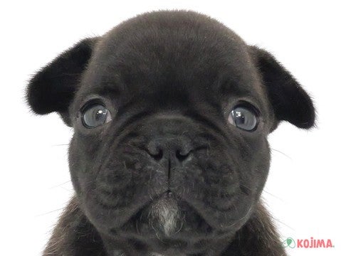 千葉県のフレンチブルドッグ (コジマアリオ市原店/2023年9月25日生まれ/女の子/ブリンドルホワイト)の子犬