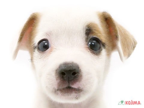 東京都のジャックラッセルテリア (コジマ国分寺店/2023年9月25日生まれ/男の子/ホワイトタン)の子犬