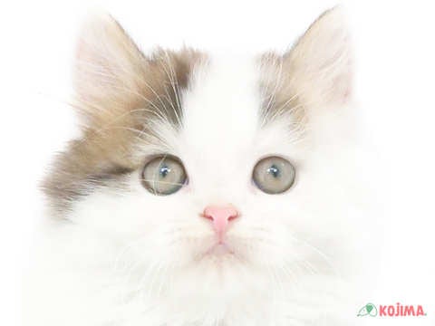 神奈川県のスコティッシュストレート (コジマ横浜青葉店/2023年9月27日生まれ/男の子/ブラウンタビーホワイト)の子猫