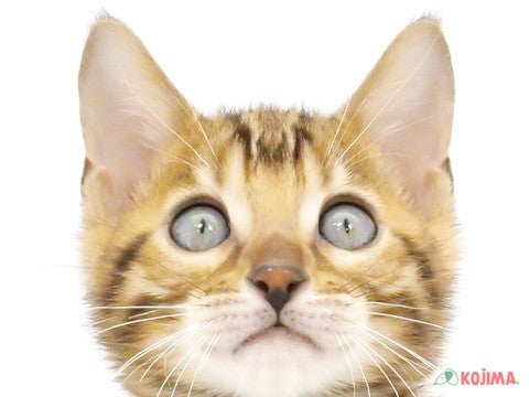 東京都のベンガル (コジマソコラ用賀店/2023年9月24日生まれ/女の子/ブラウンスポットタビー)の子猫